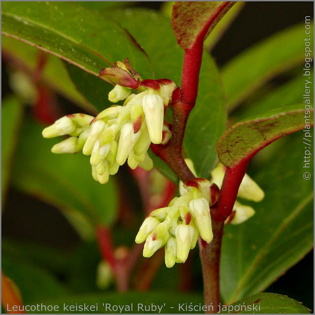 Leucothoe keiskei 'Royal Ruby'  flower buds   - Kiścień japoński 'Royal Ruby'   pąki kwiatowe 