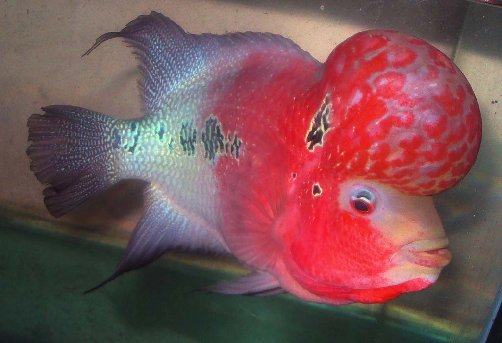 Flowerhorn The Hybrid Cichlids Flowrhorn Illness