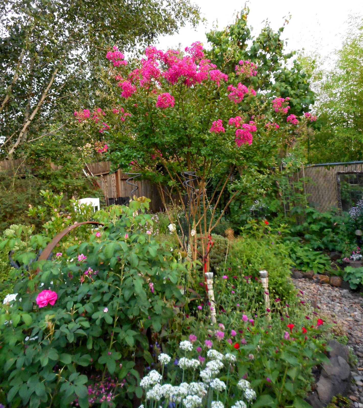 Notre Jardin Secret Anemones Du Japon Abelia Kaleidoscope Et