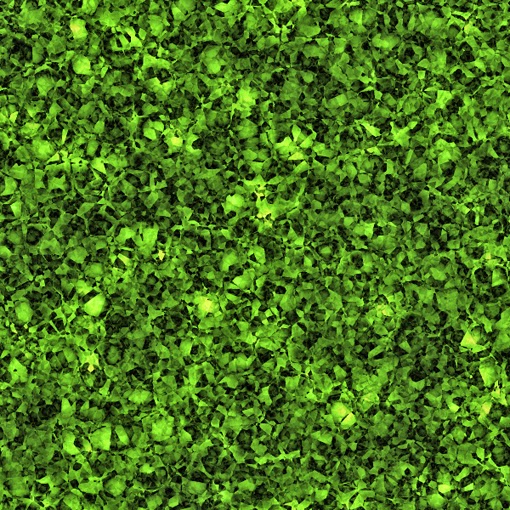 Evergreen Bush Texture Evergreen Bush Texture
