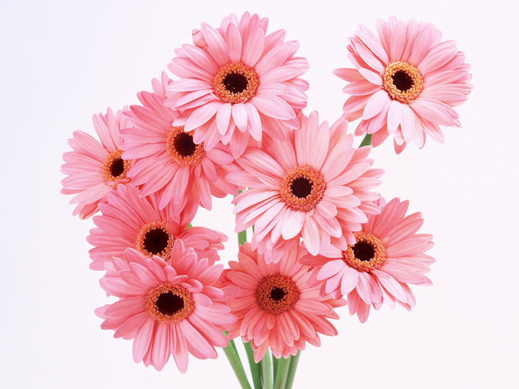 4000+ Wallpaper Bunga Gerbera Terbaik 4000+ Wallpaper Bunga Gerbera Terbaik
