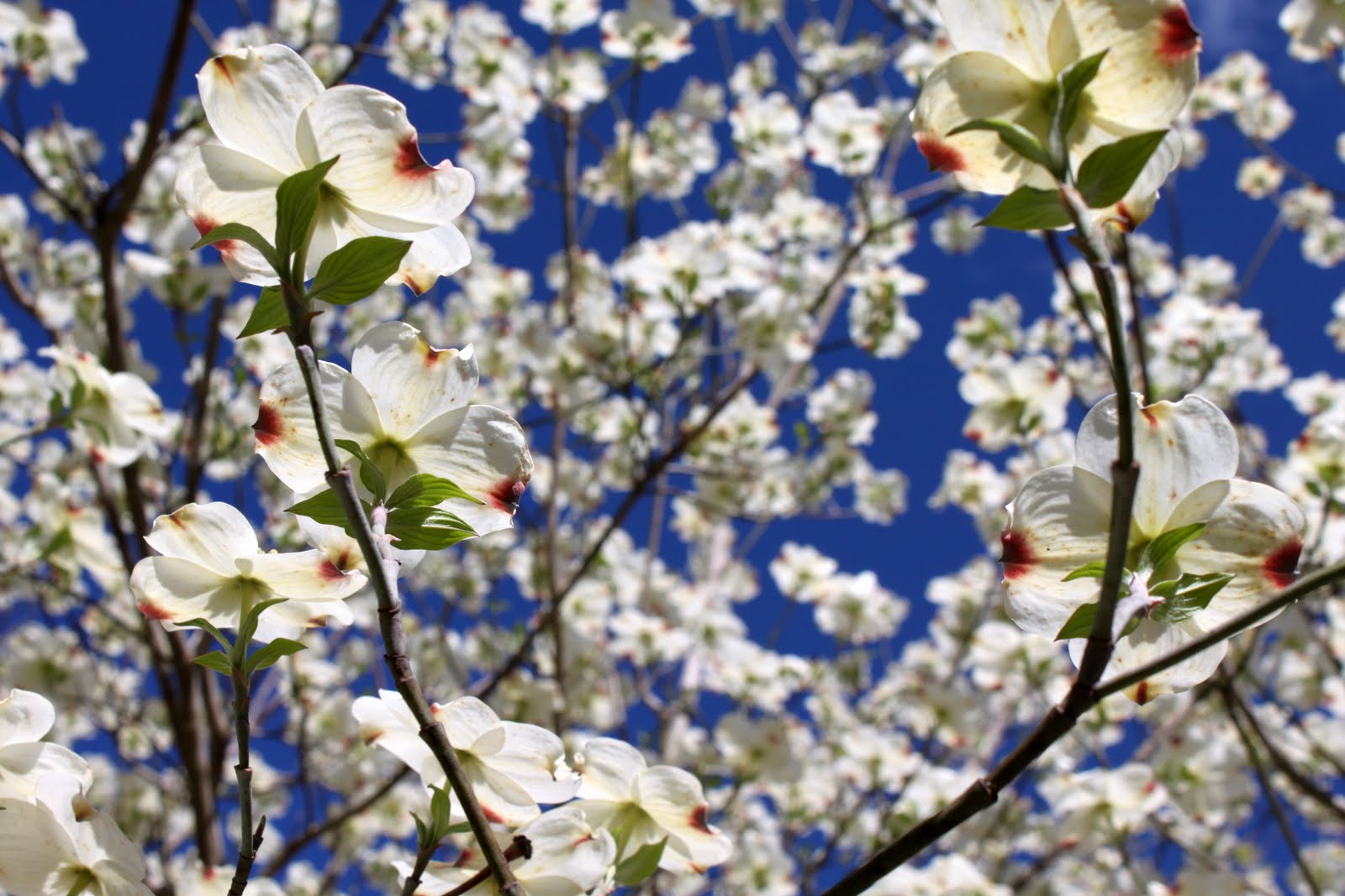 Dogwood Tree Facts Jesus