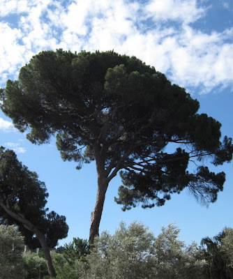 El árbol de mi infancia