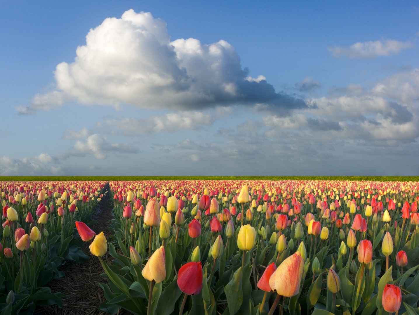 Crisis Pictures Dutch tulip mania