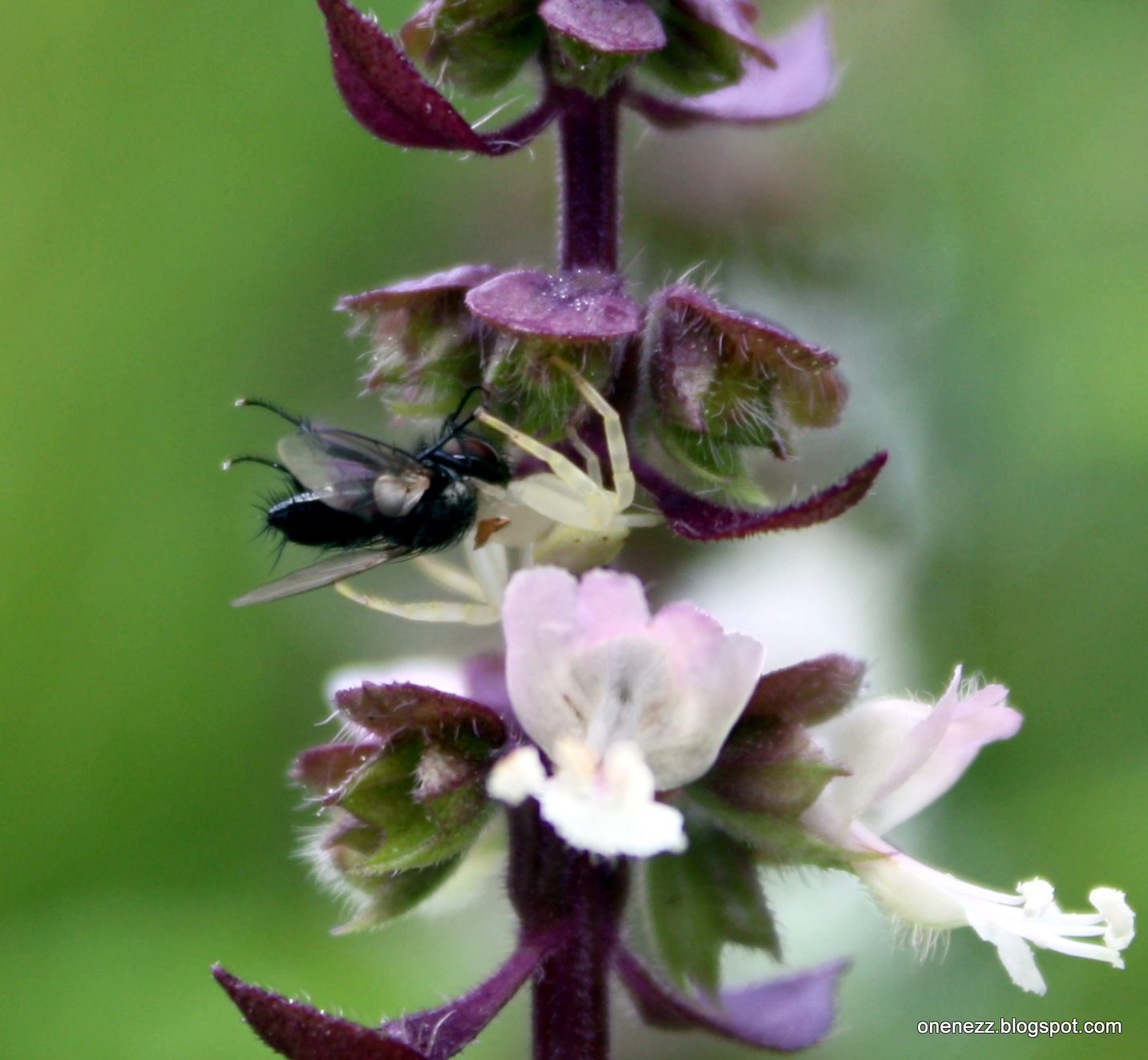 Onenezz Pinching Basil Flowers