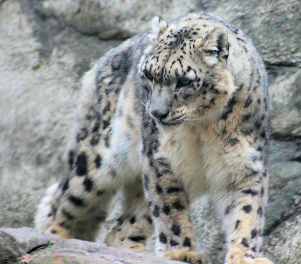 Snow Leopard | Animal Wildlife