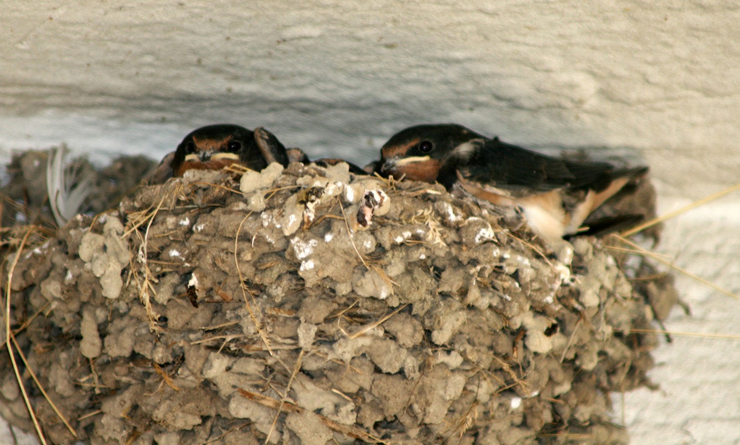 Rather large baby swallows Rather large baby swallows