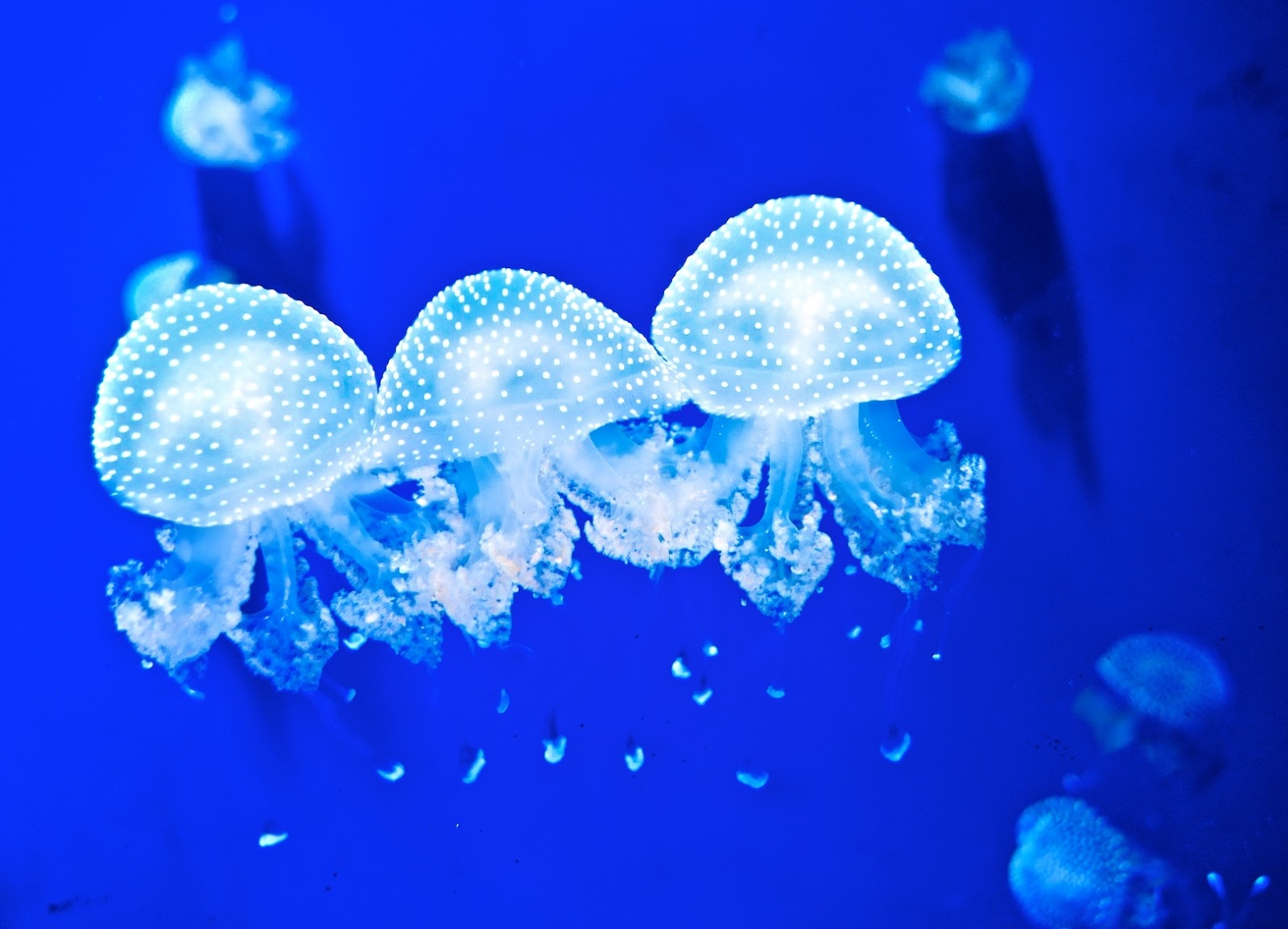 Beautiful Animals Safaris Beautiful Dangerous Jellyfish Animal Safaris