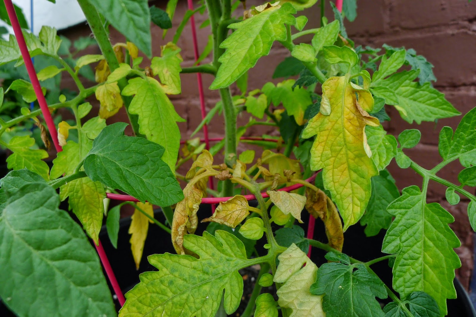 Less Noise, More Green Has attempting to grow healthy tomato plants