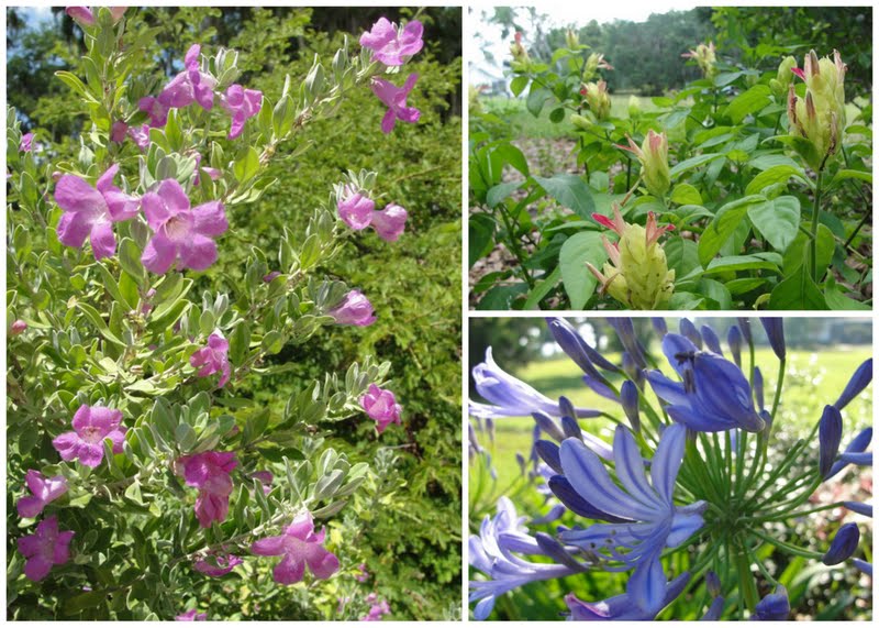 Texas sage, Fruit cocktail