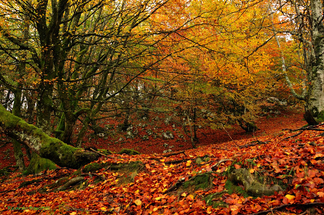 colores colores