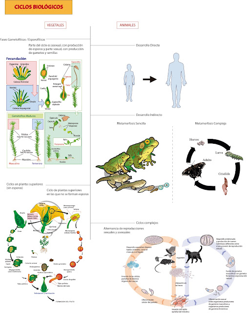 http://2.bp.blogspot.com/-ZGJZSC_EJbo/URvGphgRmqI/AAAAAAAAIXg/D7G1w1B3mI0/s1600/ciclos+biolo%25CC%2581gicos.jpg