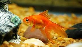 Jenis Ikan koki Ekor Kipas