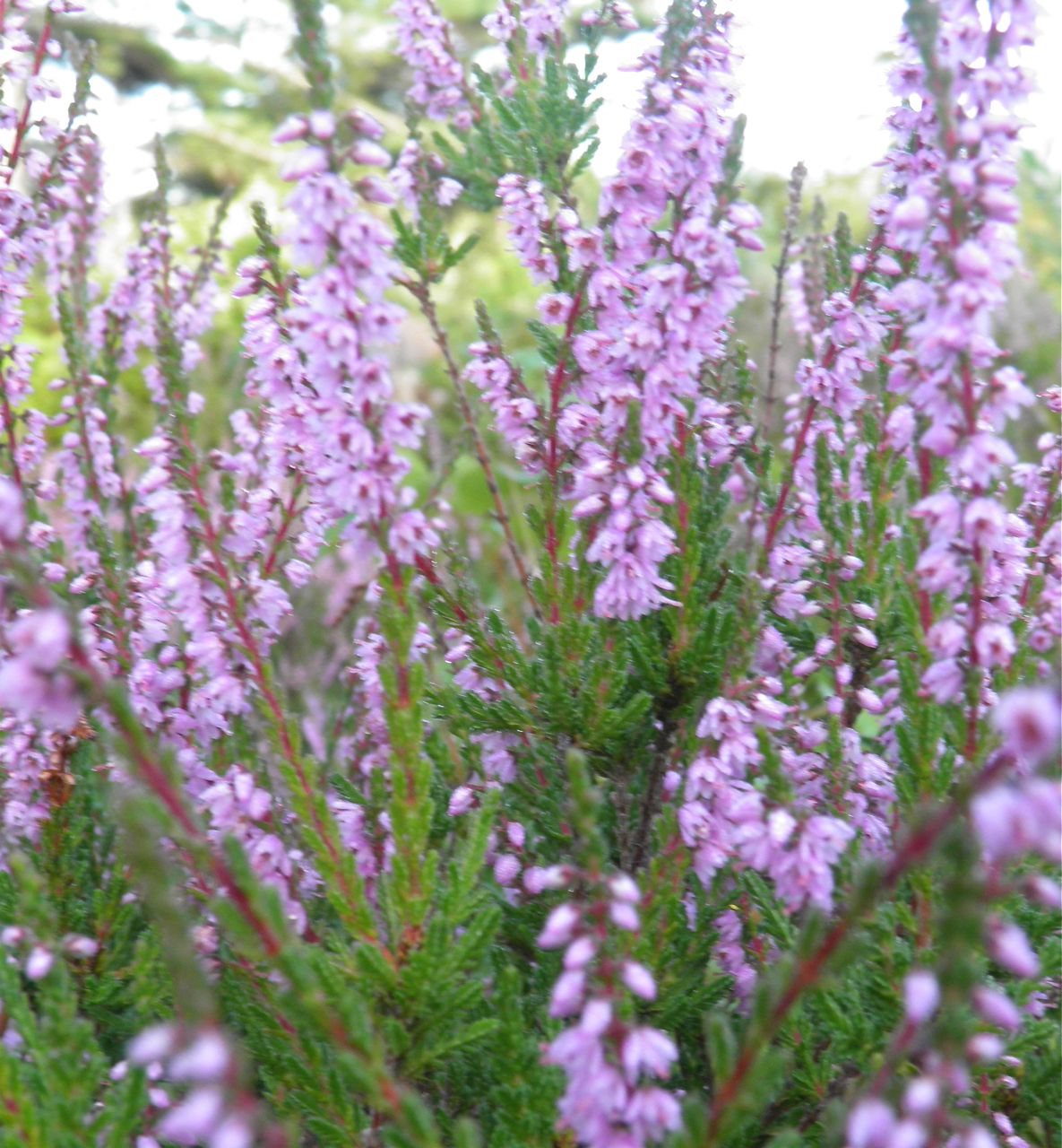 List 101+ Pictures Heather The Flower Pictures Latest