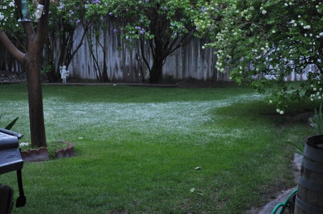 The Friday Friends: My Big Backyard