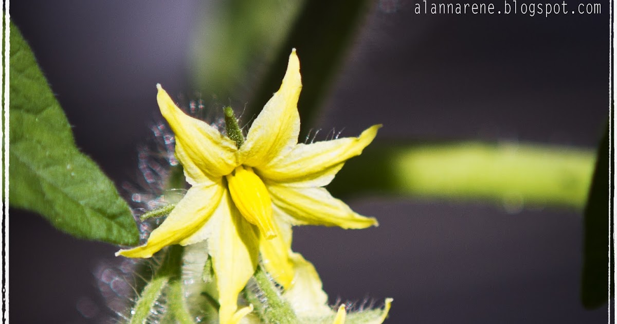 alannarene Vomit and Fish Heads Detox Day 2