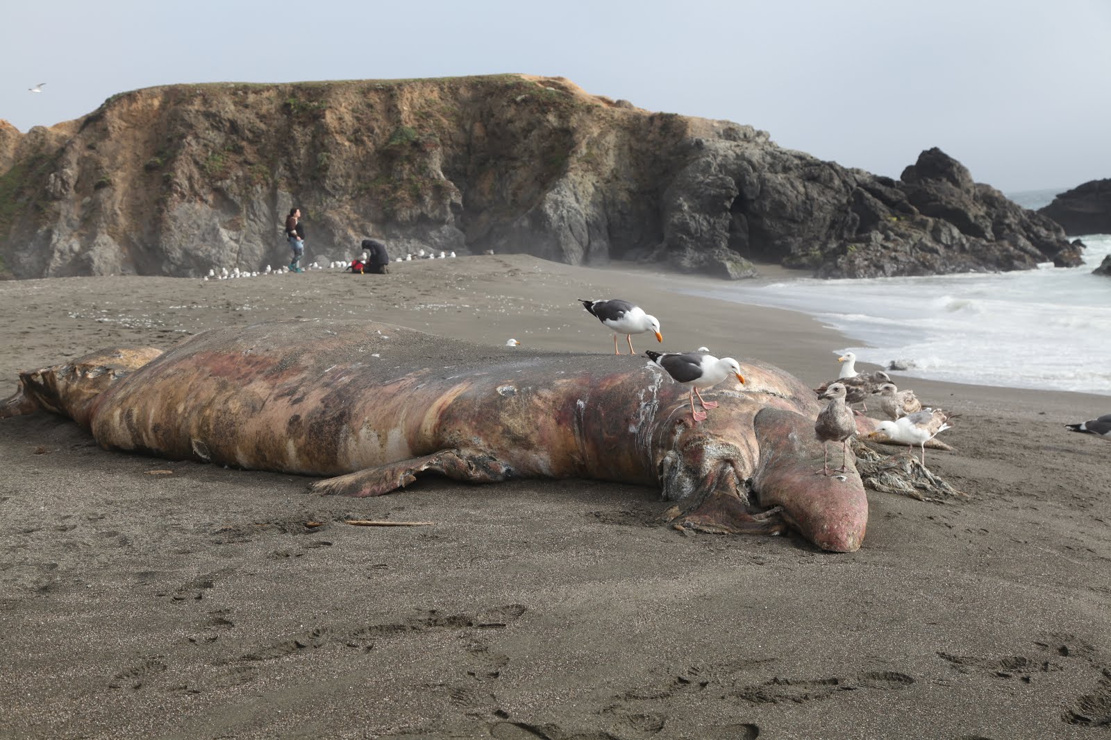 Young Gray Whale on Sonoma Beach