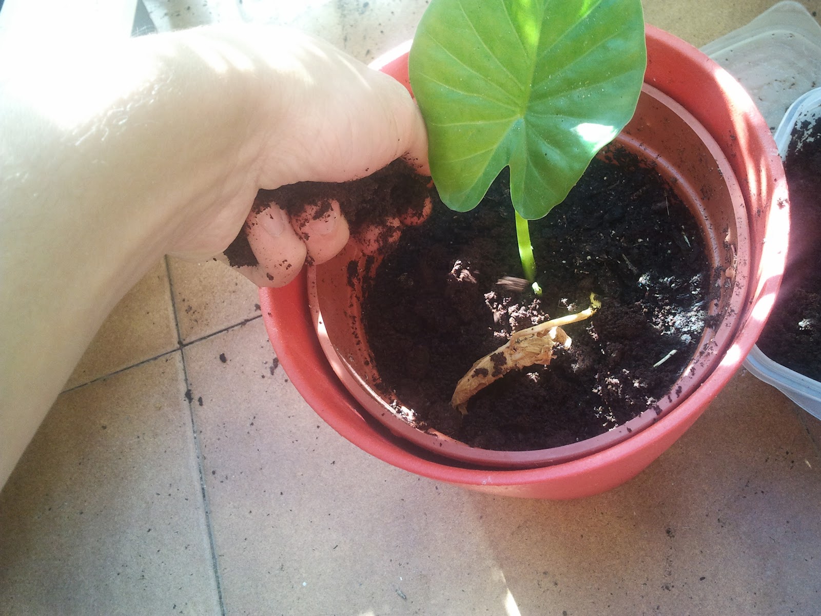 Abono gratis con café! - Yonolotiraria | Yonolotiraria