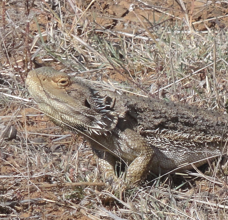 bearded-dragon-belly-stress-marks-6.jpg bearded-dragon-belly-stress-marks-6.jpg