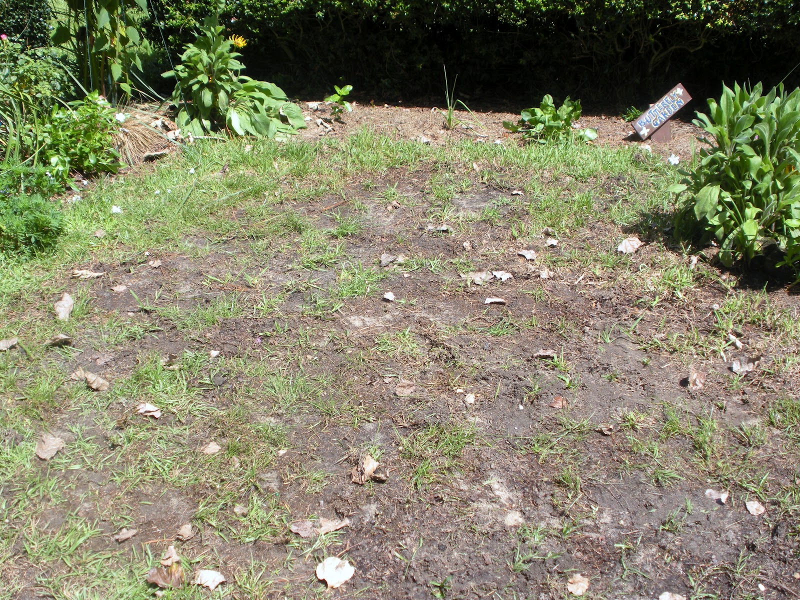 mole infestation ants