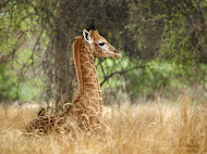 safari reserve de bandia