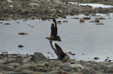 Skuas