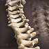 Bendy Backbone - Human Body Encyclopedia Series