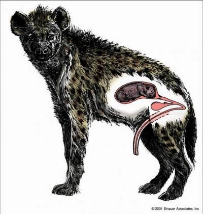 apareamiento animales 4bg naturalmente apareamiento animal apareamiento animales 4bg naturalmente apareamiento animal