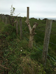 Fence posts made from tree limbs