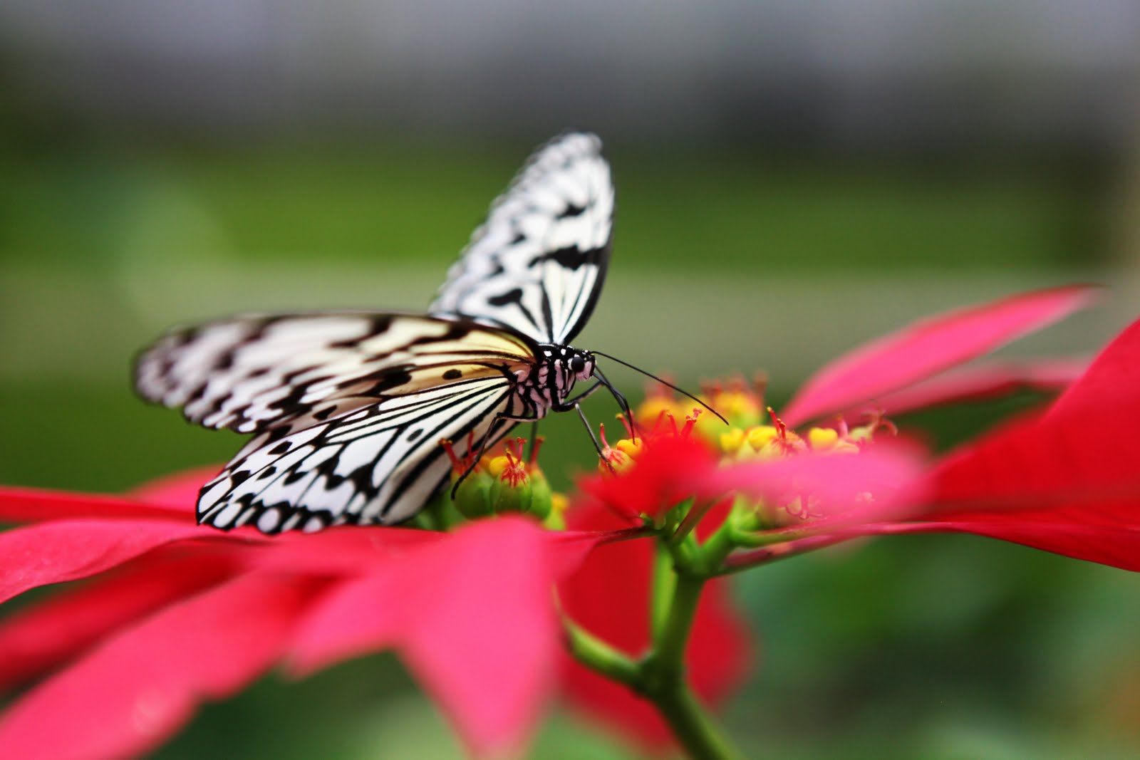 OUR LIFE AS AN AIR FORCE FAMILY: Ryugujo Butterfly Garden ~ Okinawa, Japan