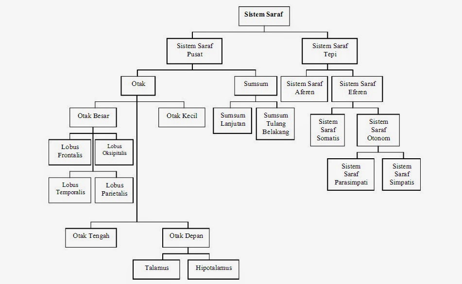 Sistem Koordinasi Kelas 9 Rasanya