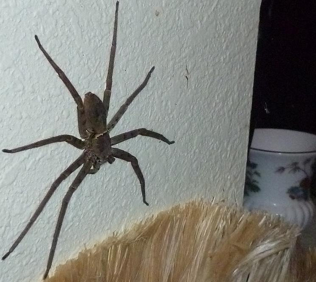 Sugar Cane Spider Hawaii Cane Spider in Maui 2013 YouTube