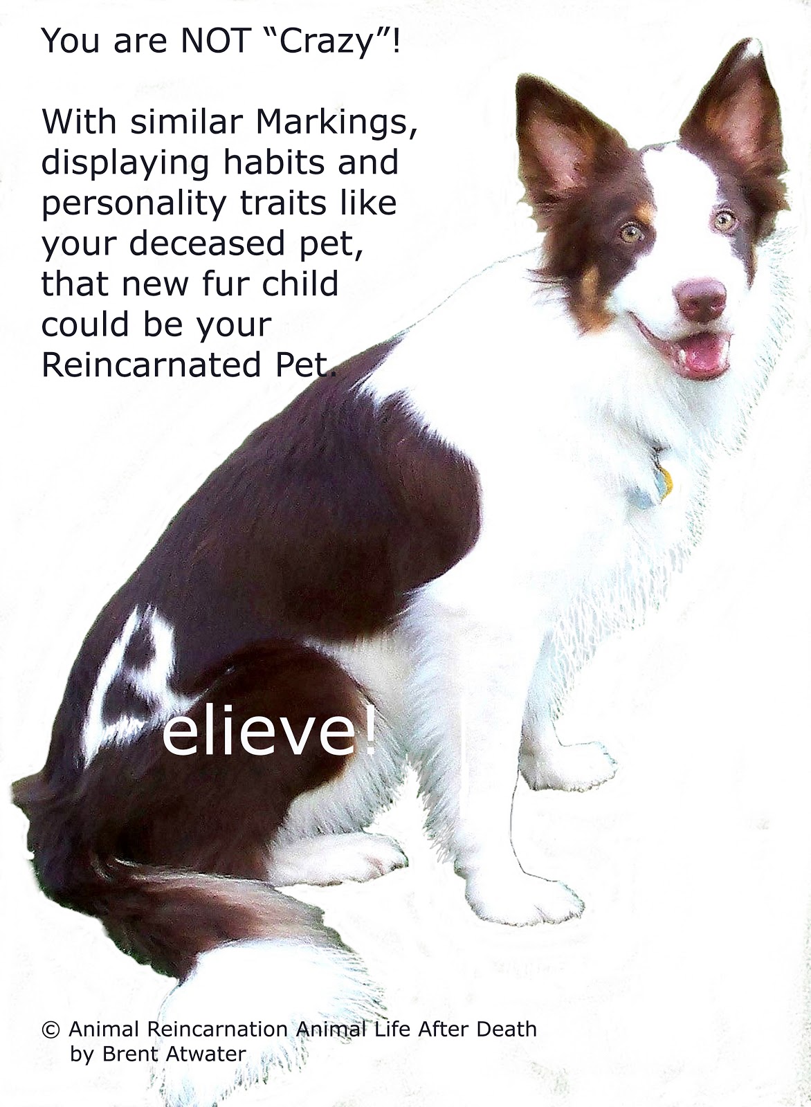 ALDC12 Pet Reincarnation Will my Pet Have Similar Markings and