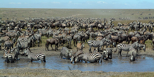 シマウマの群れ、a group of a zebra