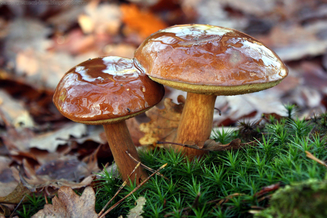 Comment nettoyer des bolets bai ?