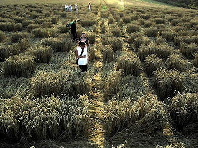 #Misterio en Salta: aparecieron círculos OVNI en campos de trigo#Nuevos Círculos de las Cosechas en 2011 al 2015 - Página 12 Crop+Circle+Winchester+02
