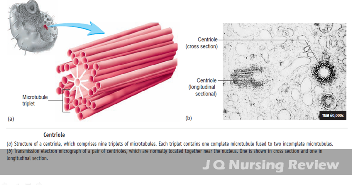 JQ Nursing Review A&P Lecture 1.11 Centrioles and Spindle Fibers