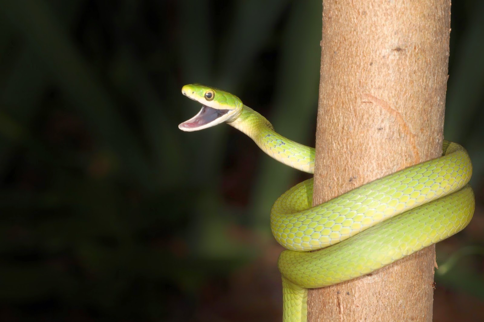 JaredDavidsonPhotography Rough Green Snake photographs