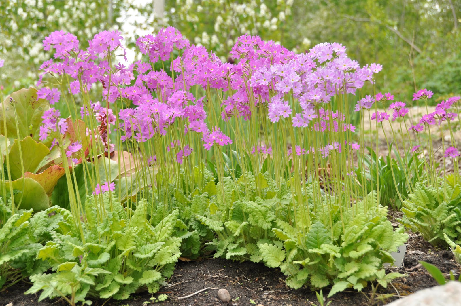 primula saxatilis примула скальная