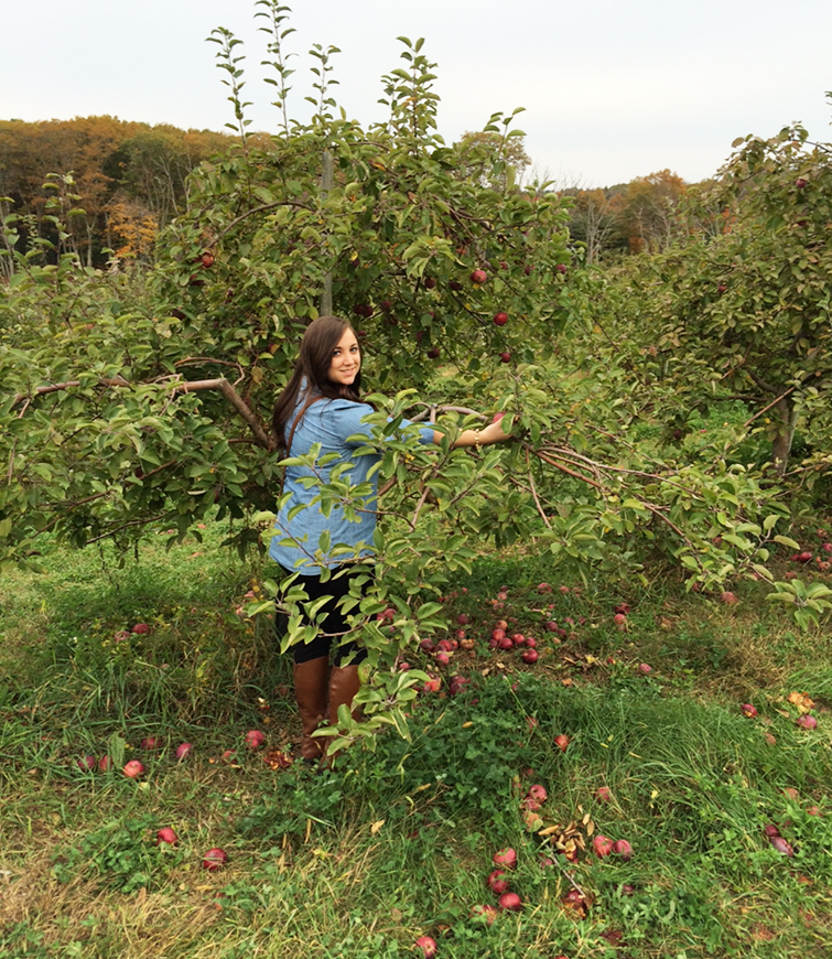 apple picking apple picking