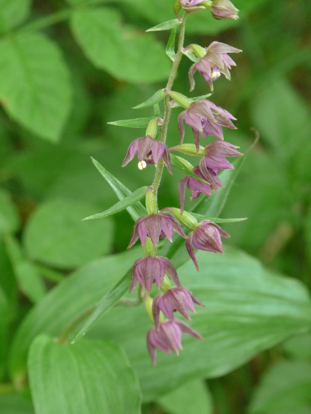 Purpurea (Helleborine)