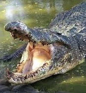 Tenang konsep kehidupan. tiada penting buaya disangka jangan yang air dalam Dr Khir: