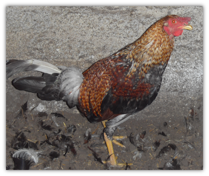 JI GALLOS El gallo Bulico