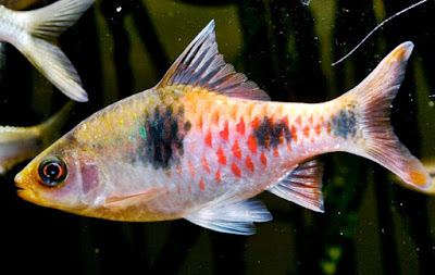 Arulius barb Arulius barb