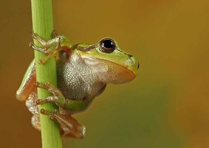Frog Cute