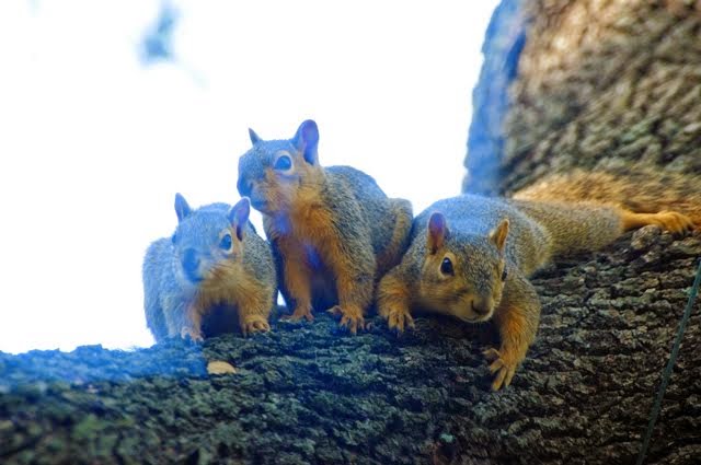 Eastern Fox Squirrel 096