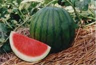 budidaya semangka, cara menanam semangka