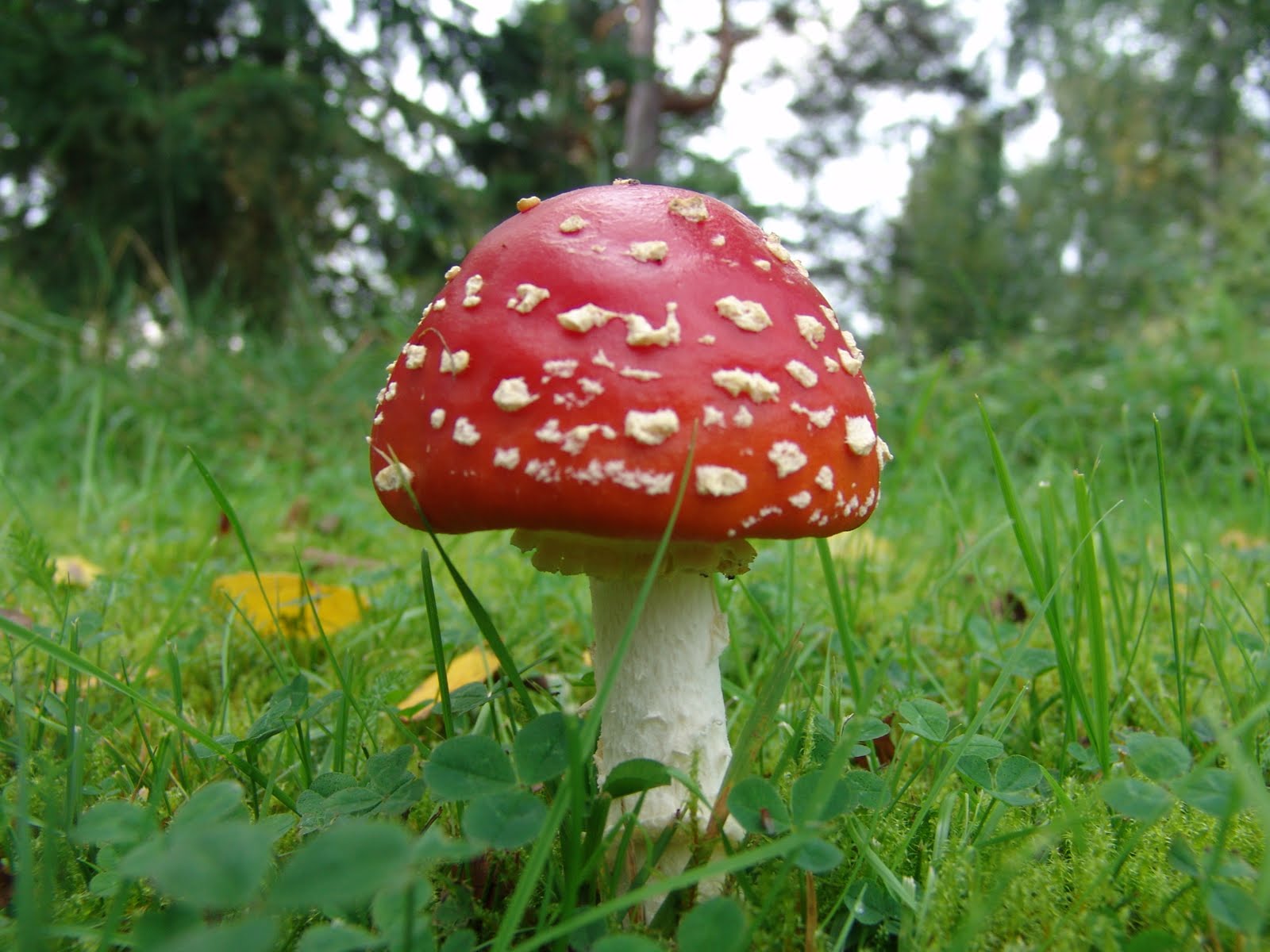 Good Luck With That: More Mushrooms Musings