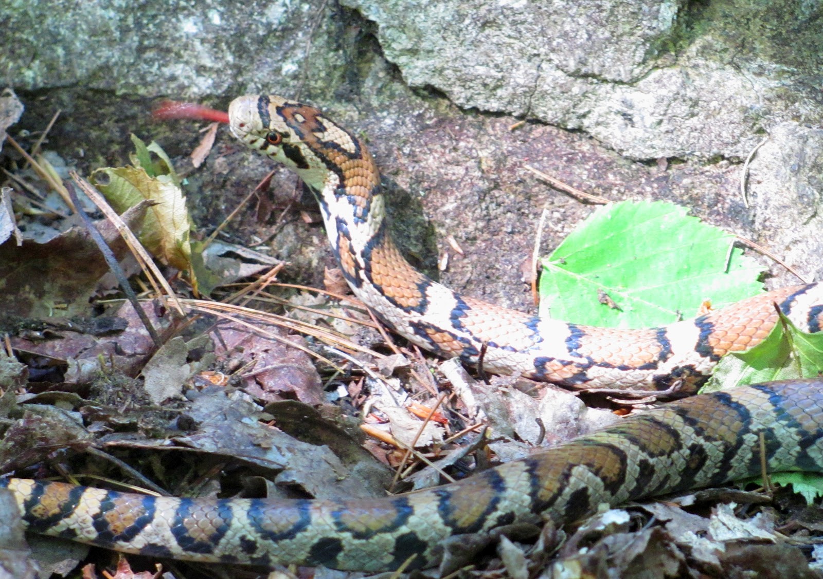 Adirondack Climber Thrashing Locally and Beyond May 2012