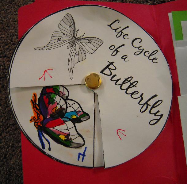 All That's Goood Butterfly Lapbook